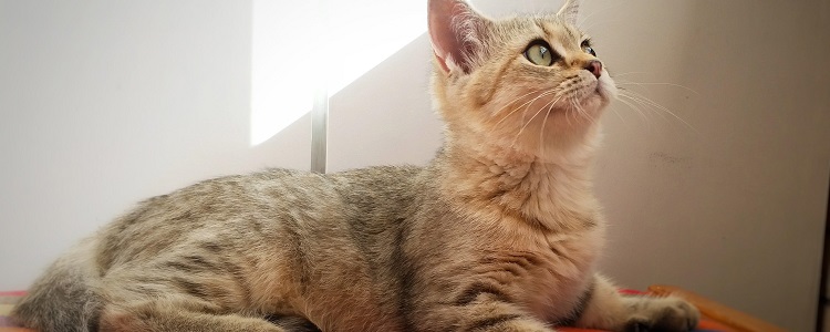 猫可以吃薯片么