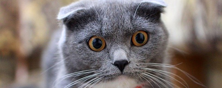 猫一天尿一次正常吗