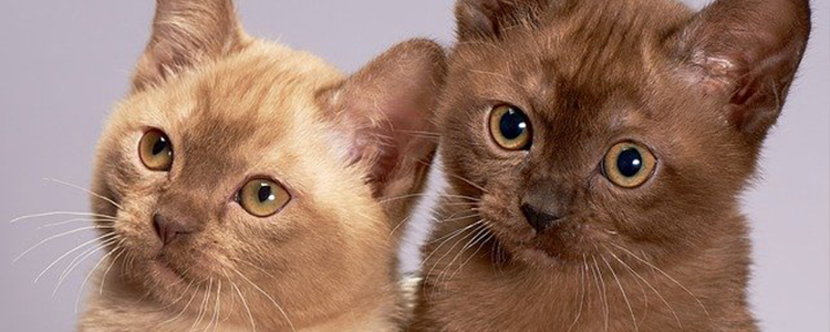 猫咪可以吃熟地瓜吗