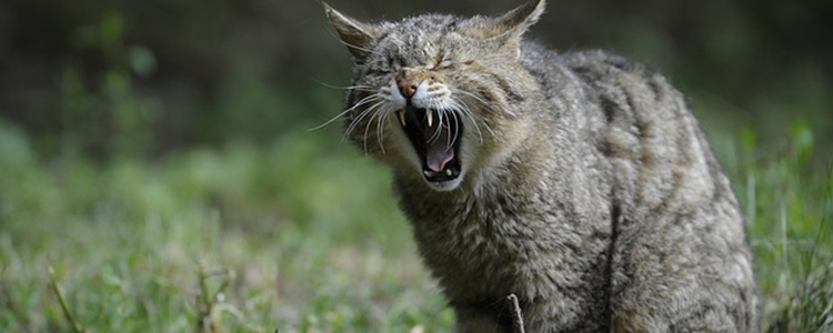 怎么教小猫吃东西