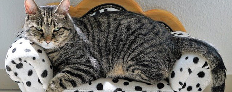 猫能不能吃蛋糕