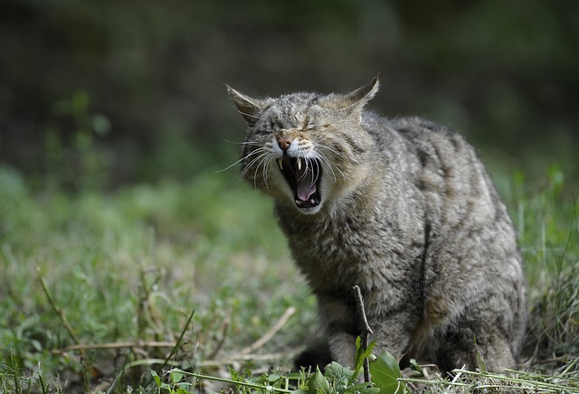 猫能不能吃蛋糕