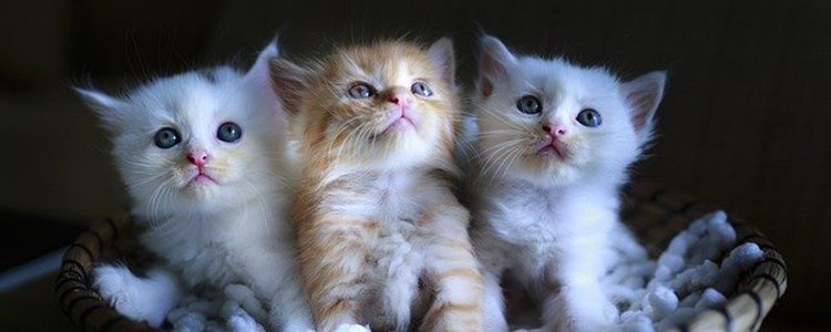 猫可以吃全麦面包吗