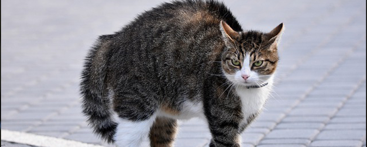 猫吃韭菜会中毒吗