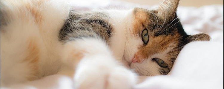 猫的肚子有气泡响声有水声