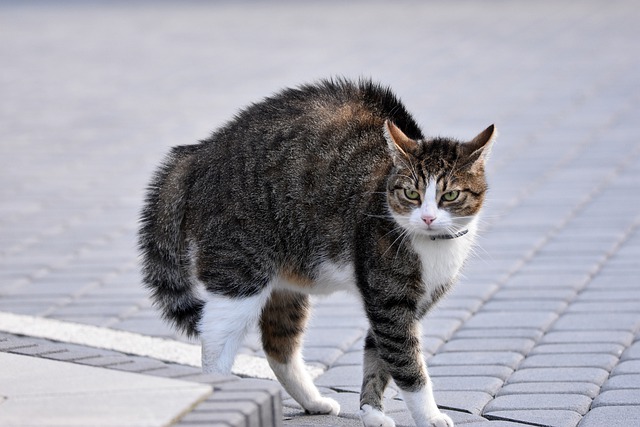 猫的肚子有气泡响声有水声