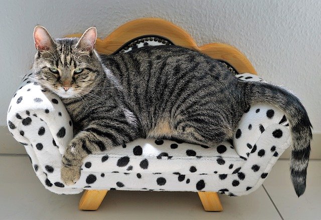 猫可以吃全麦面包吗
