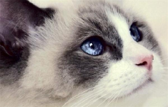 布偶猫的眼睛都是蓝色的吗