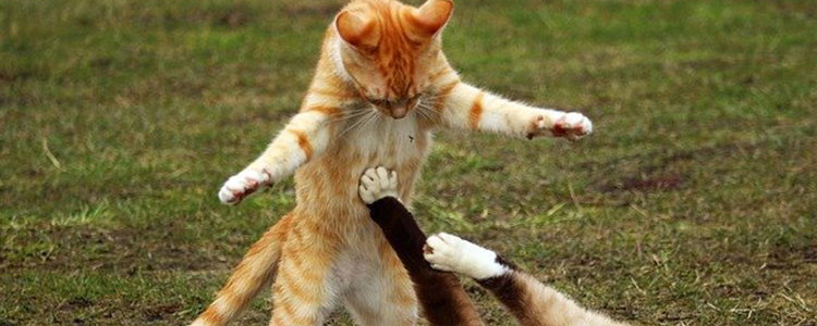 幼猫可以吃鱼肉吗