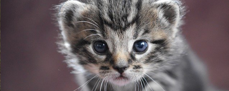 猫可以吃柚子吗