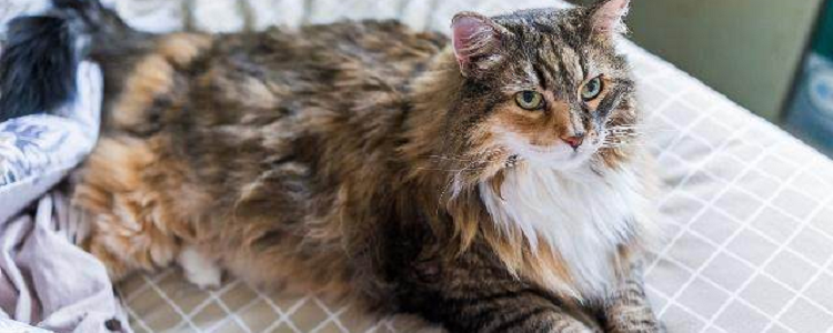 两个月幼猫可以吃虾吗