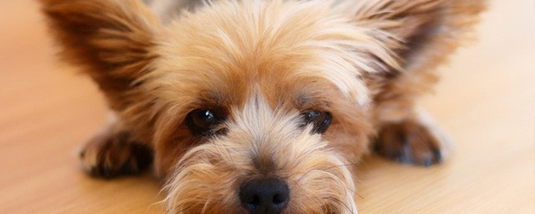 狗狗可以吃生菜吗