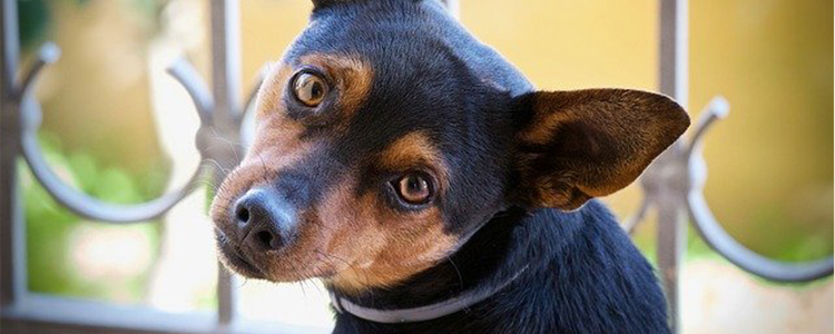 狗可以吃香菜吗