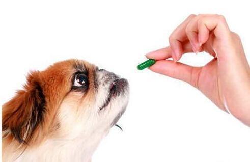 宠物驱虫干货，这些误区千万别走错！