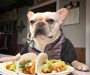 你家狗狗是“百毒不侵”还是“医院常客”？