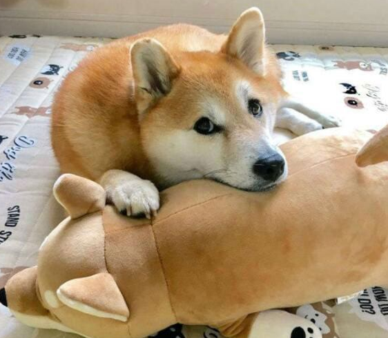 狗界最会撒娇的狗子，你养对了吗？