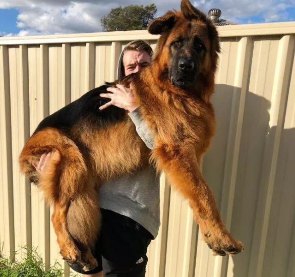 狗界最会撒娇的狗子，你养对了吗？