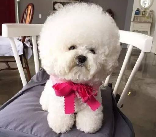 狗界最会撒娇的狗子，你养对了吗？