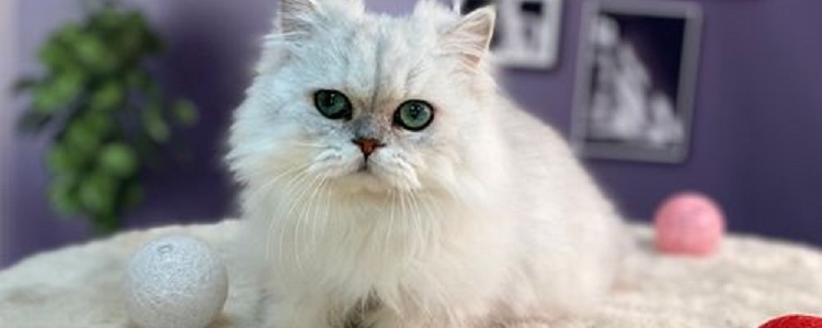 猫有必要吃卵磷脂吗