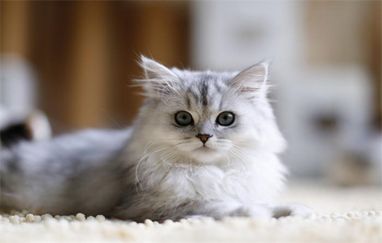 长毛猫毛结块怎么处理