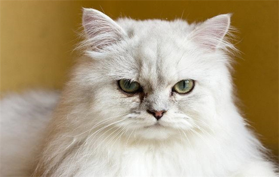 长毛猫掉毛厉害还是短毛猫