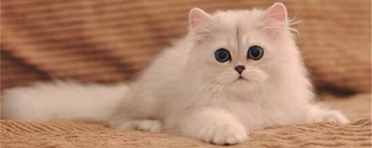 猫生跳蚤用什么办法可以解决