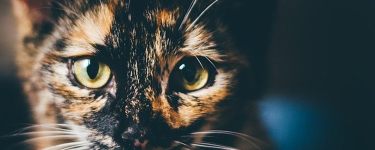 猫咪叫声拖得很长是什么意思