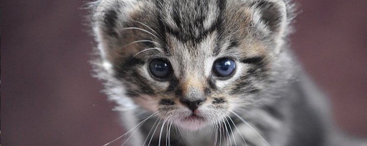 猫咪一定要吃猫草吗