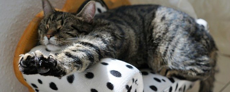 猫咪可以吃有盐的食物吗