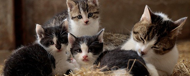 猫咪可以吃辣吗