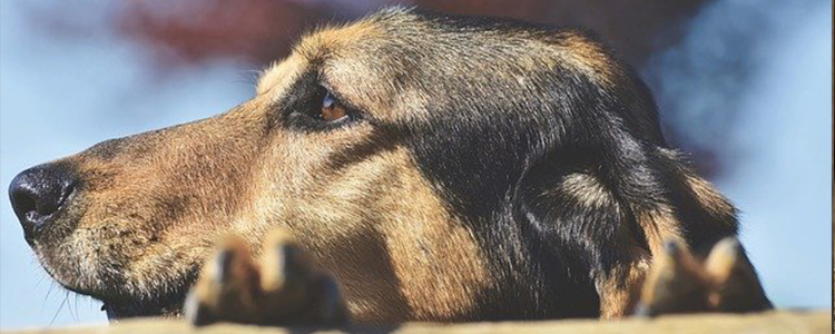 狗狗喝海水会怎么样