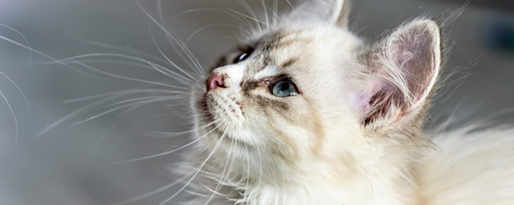 猫可以吃桃子吗