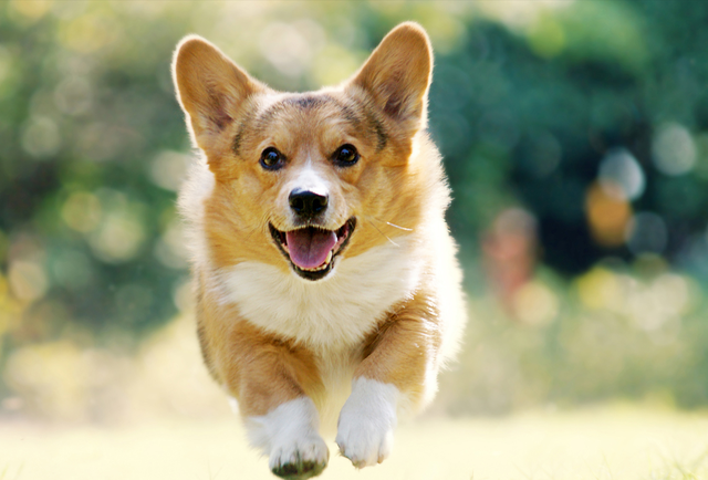 “旺家”狗都有的特征，你家狗子有吗？