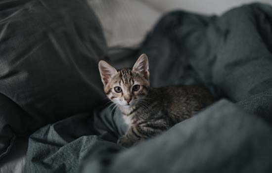 猫咪突然不来床上睡了