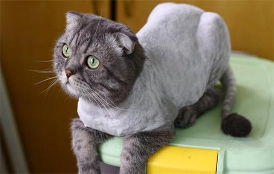 猫咪能剃毛么 猫咪剃毛可以吗