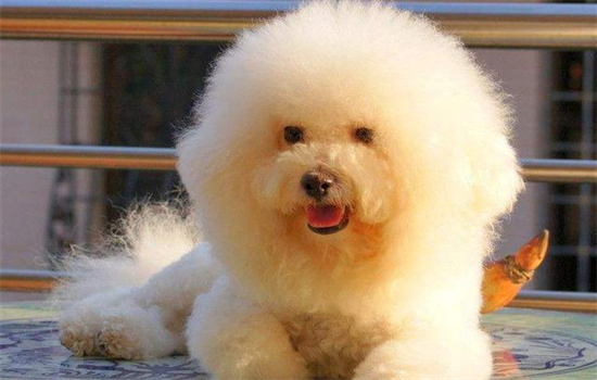 狗狗毛色发黄怎么变回来