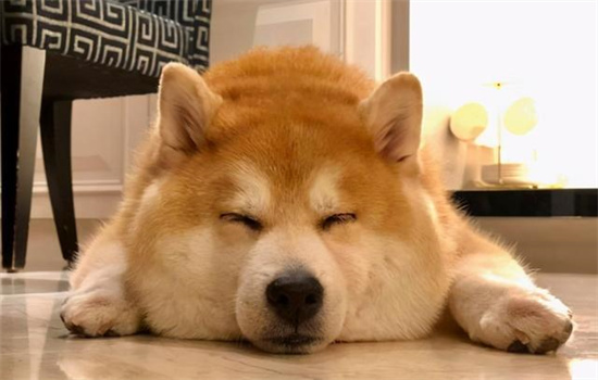 狗狗多吃什么对毛发好