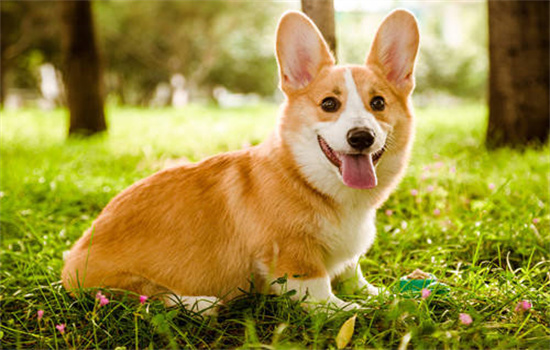 狗狗毛发稀疏吃什么