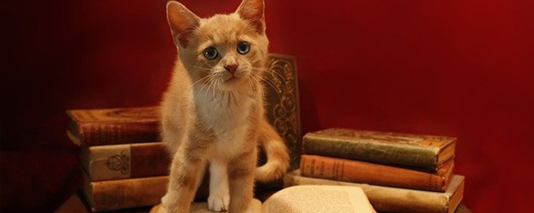 猫戴项圈有什么影响