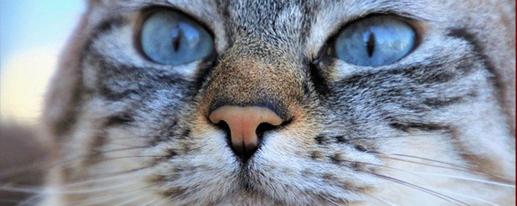 小奶猫可以吃糖吗