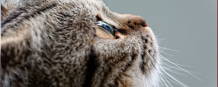 猫一天不吃会饿死么