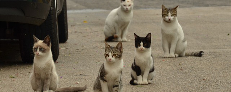 怎样去除猫咪的尿骚味