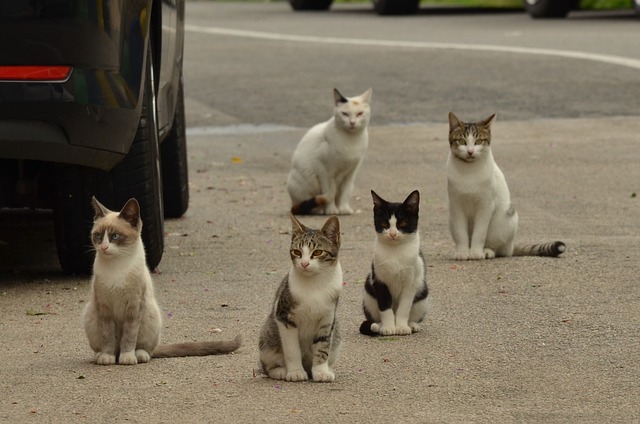 小猫腹水能活多久