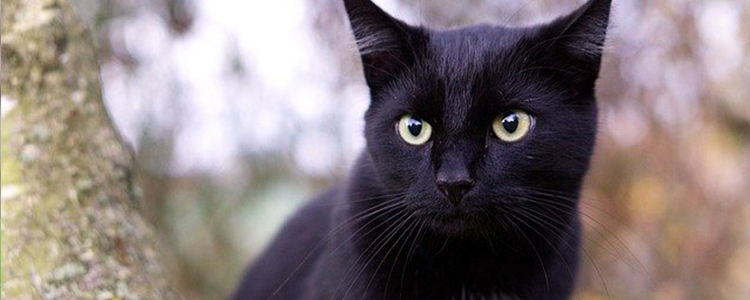 生骨肉和猫粮可以同时喂吗