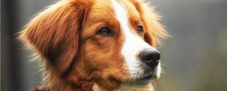 狗狗大便干燥拉不出来怎么办