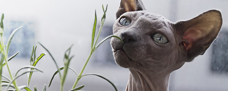 猫咪可以吃巴沙鱼吗