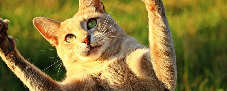 新买的小猫晚上一直叫怎么办