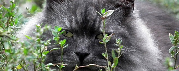 刚出生的小猫有跳蚤怎么办