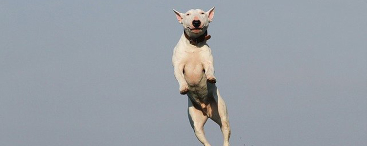 狗的耳朵发热怎么回事