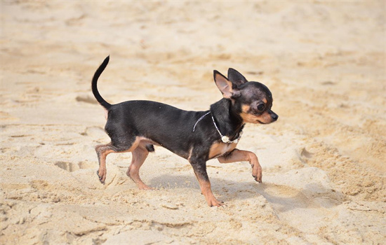 吉娃娃都很凶吗